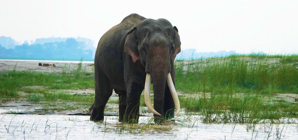 The Weekend Leader - Assam to create nine elephant corridors