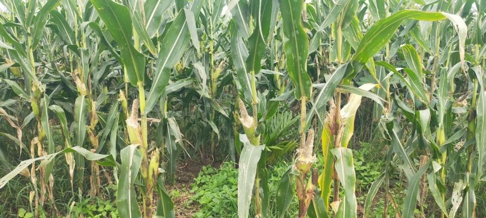 The Weekend Leader - Parrots cause havoc on farmlands in K'taka