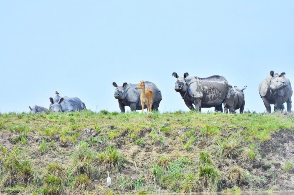 The Weekend Leader - Assam to destroy 2,500 rhino horns, ivory, animal parts