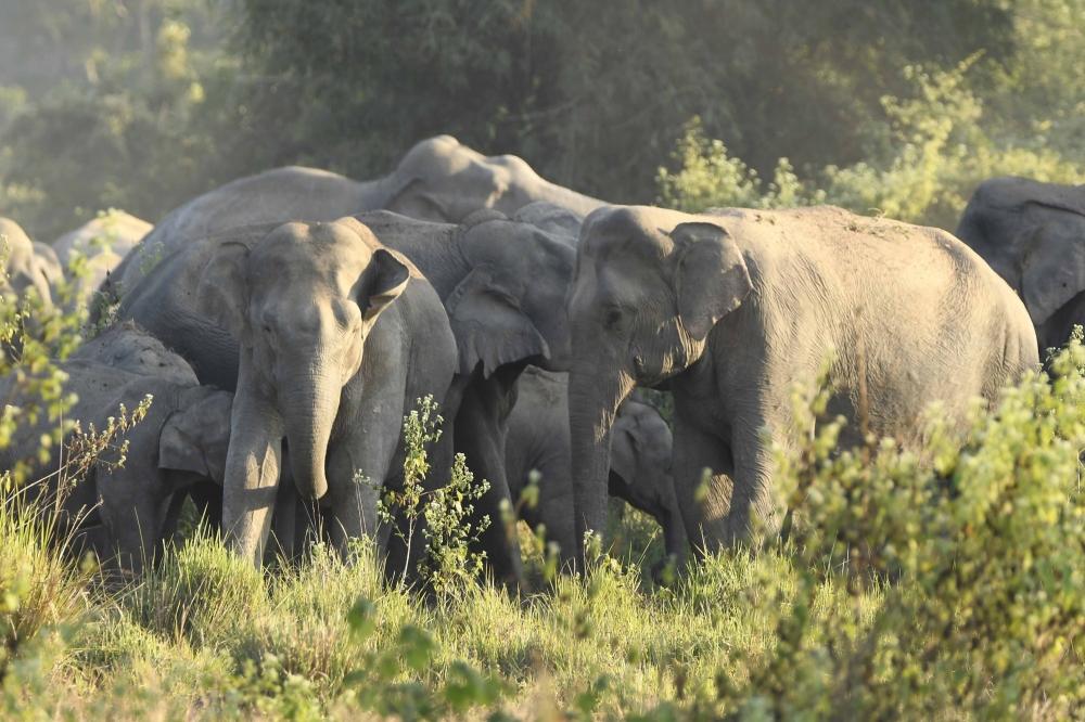 The Weekend Leader - TN forest officials use bio-repellents to ward off wild elephants