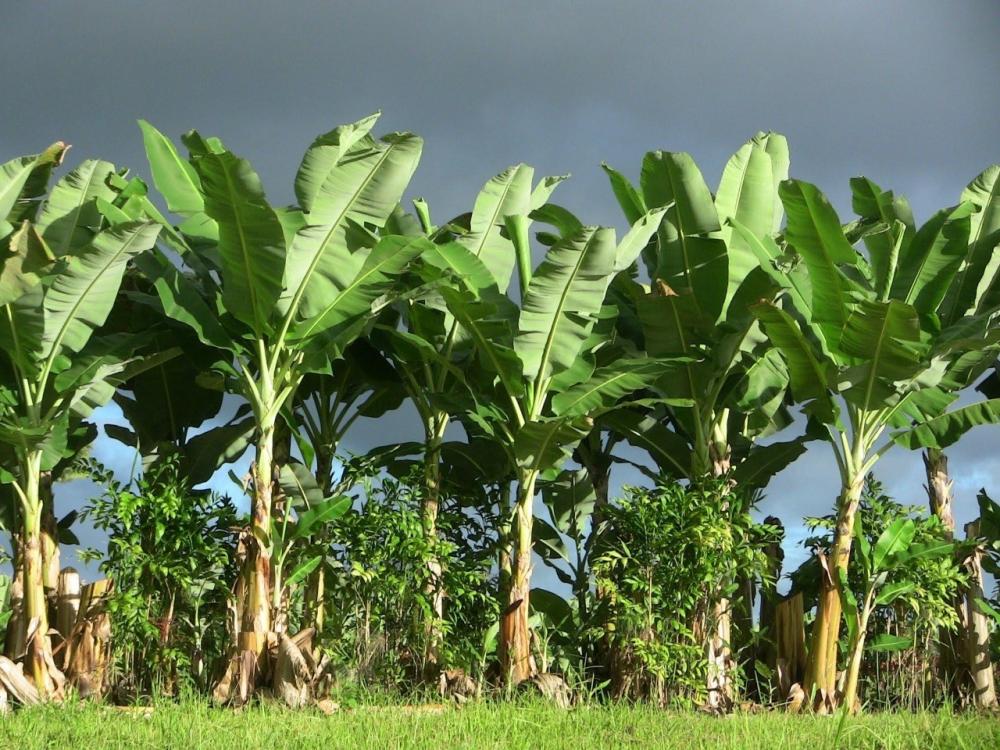 The Weekend Leader - Integrated plant making value added banana products to come up