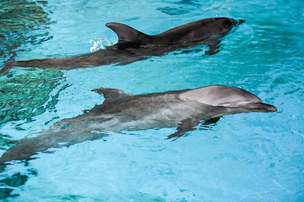 The Weekend Leader - Dolphin Reserve being planned in UP
