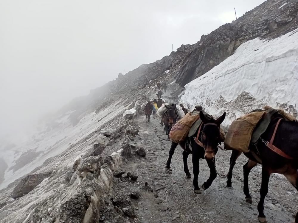 The Weekend Leader - ﻿Indian Army lauds sacrifices of animal transport warriors