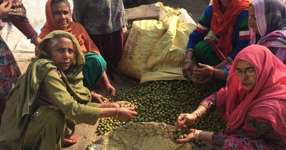 The Weekend Leader - Punjab women make living out of their backyard greens, conserve it too