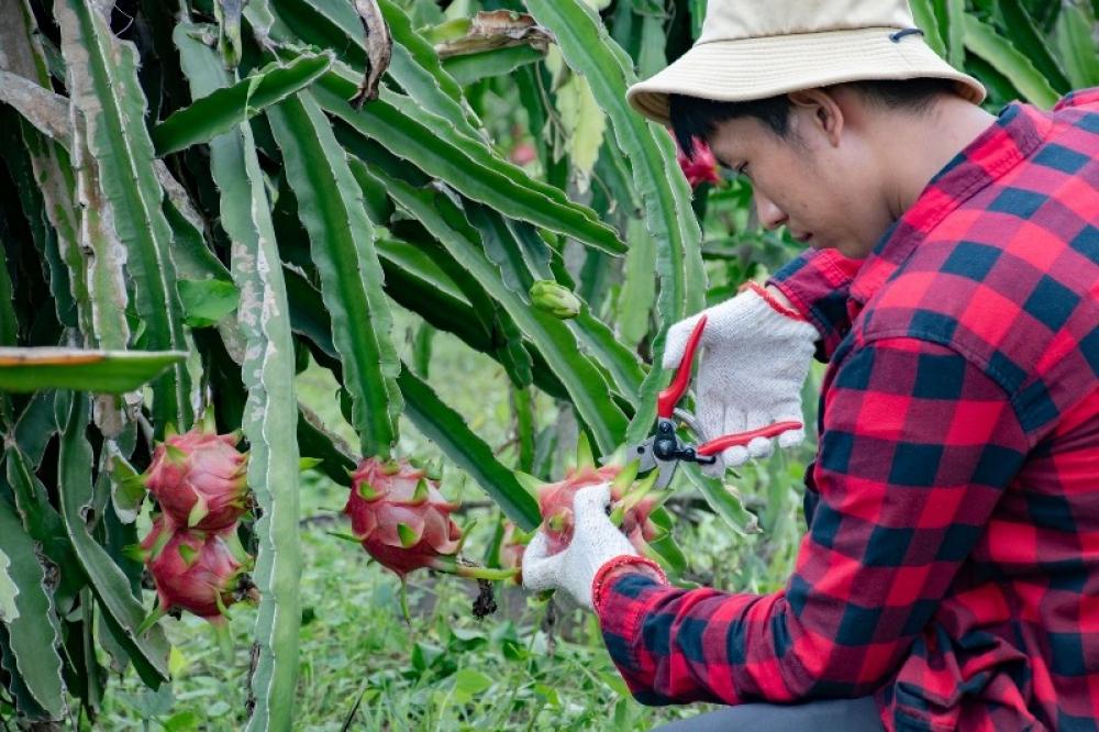 The Weekend Leader - With Govt Help and Good Prices, Dragon Fruit Turns into a Profitable Crop