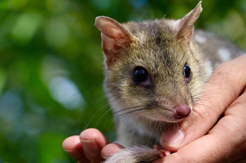 The Weekend Leader - Aus state leading fight against extinction with new national park