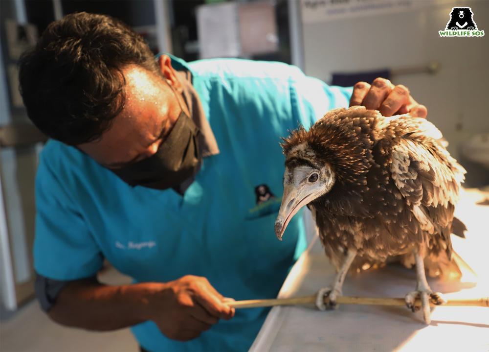 The Weekend Leader - Rare Egyptian vulture rescued by NGO in Agra