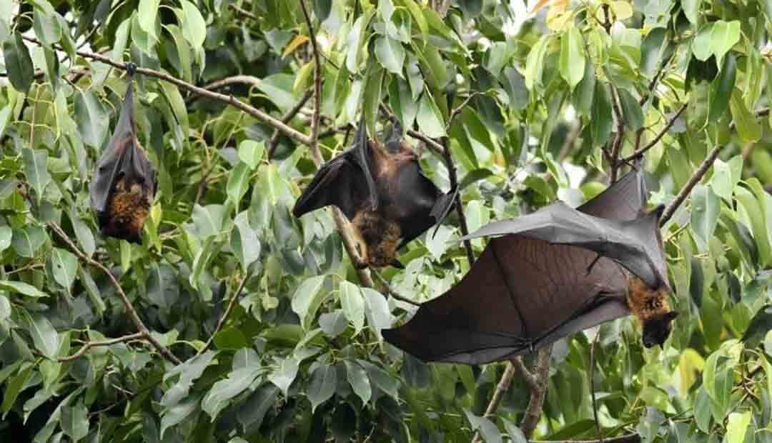 Covid-19 virus has been circulating in bats for decades: Study