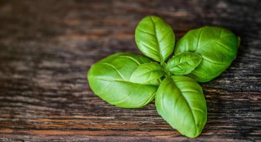 The Weekend Leader - Benefits of basil