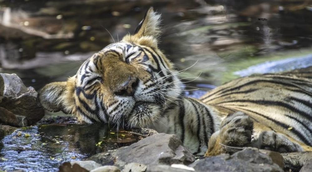 The Weekend Leader - Royal Bengal Tiger roars to glory (International Tiger Day)