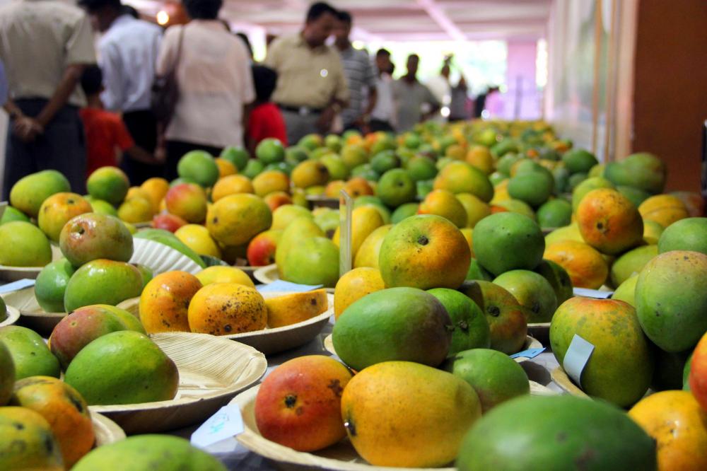 The Weekend Leader - Covid surge casts shadow on mango business in UP