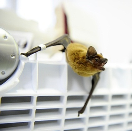 The Weekend Leader - 40% bat species in Asia still unidentified, may host new viruses