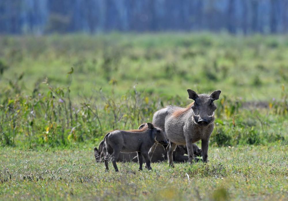 The Weekend Leader - Kenya's rhino population rises 11% amid zero poaching in 2020