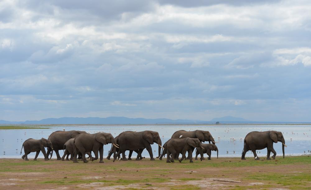 The Weekend Leader - Kenya to raise $910K for conservation of elephants