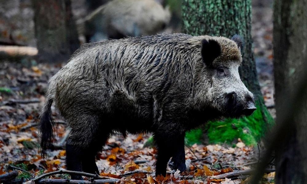 The Weekend Leader - Wild boars top prey for Goa leopards, tame animals the least: Study