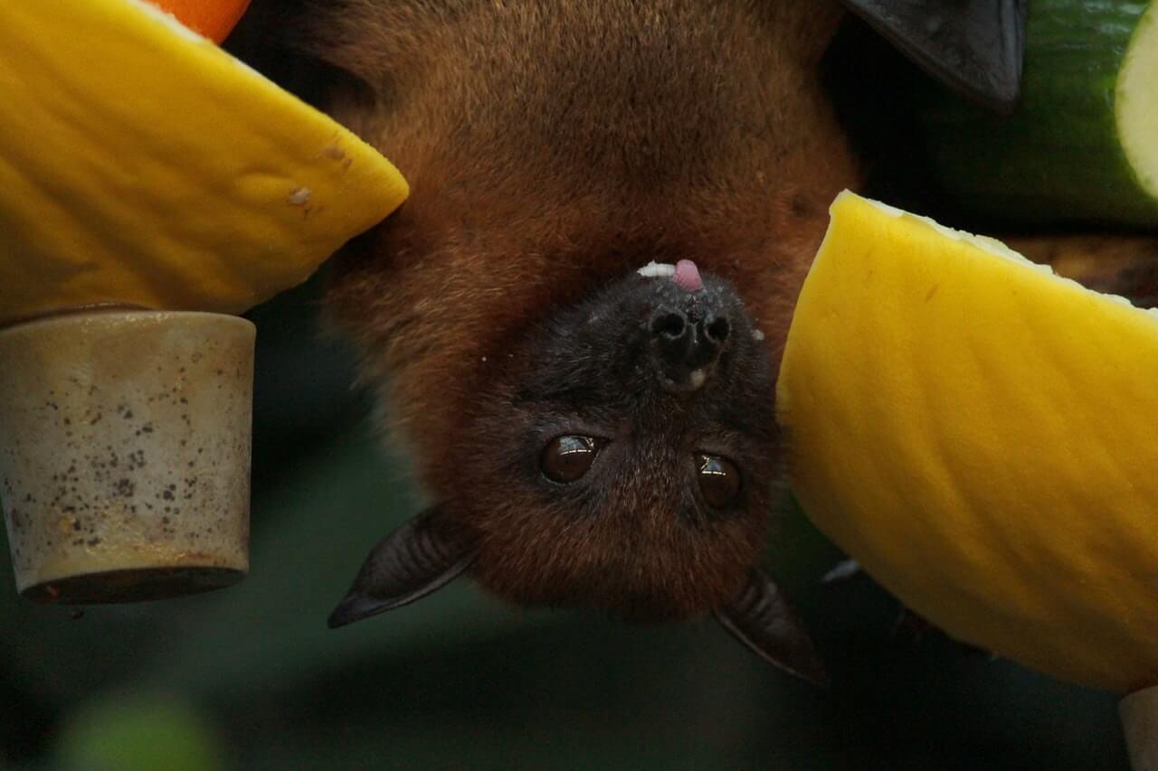 More coronaviruses looming large, warns China's 'bat woman'  