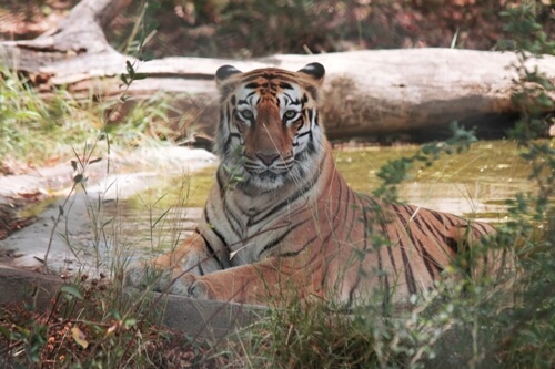 4 tigers, 3 lions test COVID-19 positive at Bronx Zoo