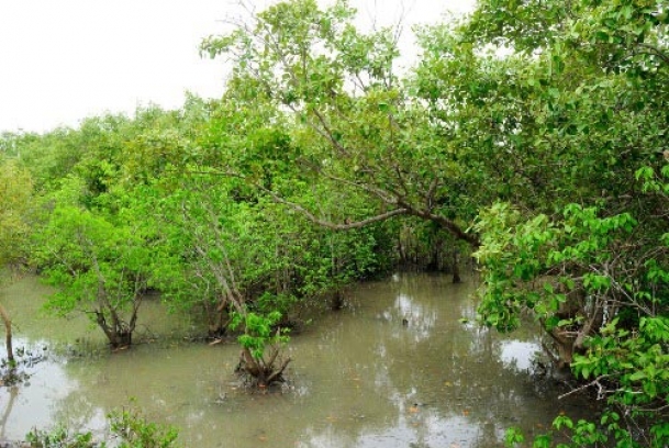 Solar power, boats, ham radio to aid voting in the Sundarbans