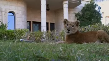 The Weekend Leader - Wild animals like lions, tigers and cheetahs as pets  in UAE, Dubai