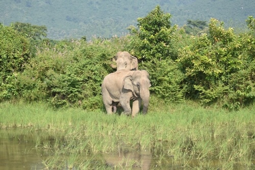 IIT-D-built sensor could prevent elephant deaths on railway tracks
