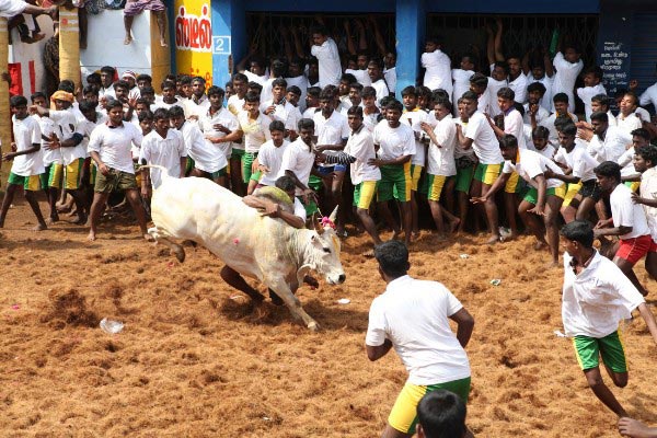 Why Jallikattu is singled out by activists 