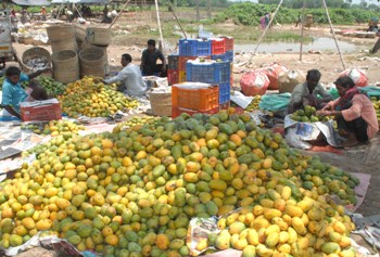The Weekend Leader - Seedless mangoes