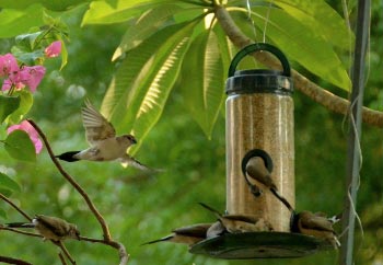 The Weekend Leader - Search for small, chirpy passerines we grew up with 