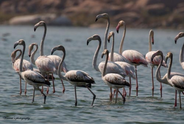 Drought in Telangana hits migratory birds   