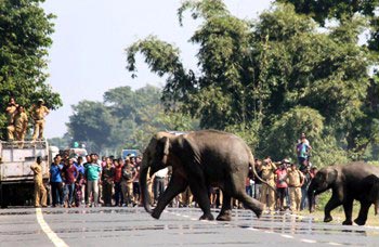 The Weekend Leader - Industrialisation, urbanisation killing elephants in Odisha 