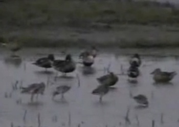 The Weekend Leader - Migratory birds arrive in Chilika Lake, Odisha