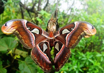 The Weekend Leader - Attacus Atlas moth, the world's largest, found in Western Ghats in Kolhapur