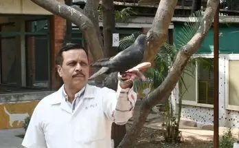 Alleged 'Chinese Spy' Pigeon Released After Eight Months in Mumbai