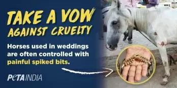 PETA campaign for horse-free weddings