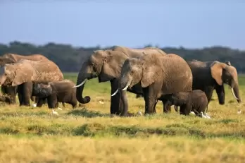 Over 200 poachers arrested in Tanzania's largest national park