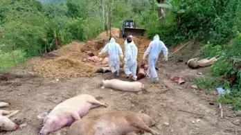 Over 5,000 pigs die of African Swine Fever in Mizoram