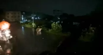 Chennai Residents Witness Crocodile Crossing Roads Amidst Cyclone Michaung