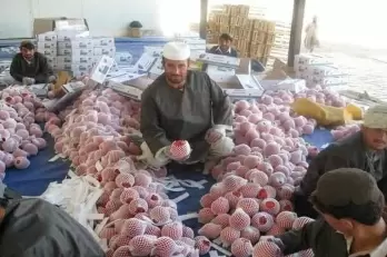 Afghan poppy trade zooms despite stranded fruit exports