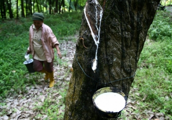Rs 1,100 cr push for rubber plantation in northeast India