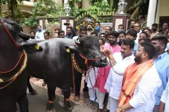 Baahubali', 'Shahrukh' hog limelight at Hyderabad's buffalo carnival