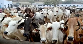 BJP govt to enact cow protection law in Assam