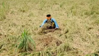 Steps taken for reduction in paddy straw generation yielding positive results