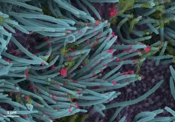 Miniature llama antibodies can tackle SARS-CoV-2 variants