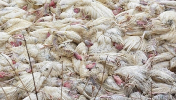 Bird flu confirmed in 7 states, test reports from elsewhere awaited