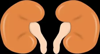 Covid-hit people must keep kidney health in check: Experts