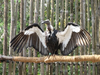 ?A first in India: Critically endangered vultures introduced into wild
