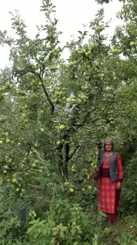 Natural farming gives Himachal apple growers edge