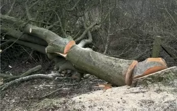 Demand for wood in crematoriums leads to widespread tree felling in U'khand
