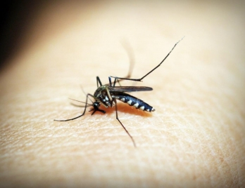 Rare genus of malaria detected in Kerala
