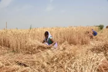 Rs 11,141 cr paid to wheat farmers as MSP in UP in 20-21