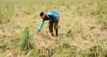 UP govt to compensate farmers for crop losses
